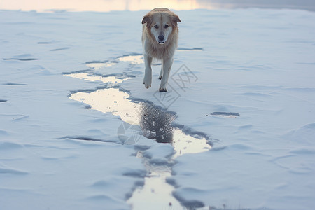 褐色冬季雪花冬日雪地上的小狗背景