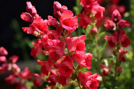 夏日花园的绚丽红花背景图片