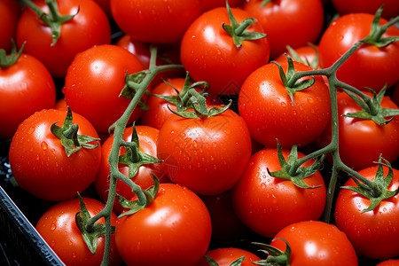 营养健康的番茄图片