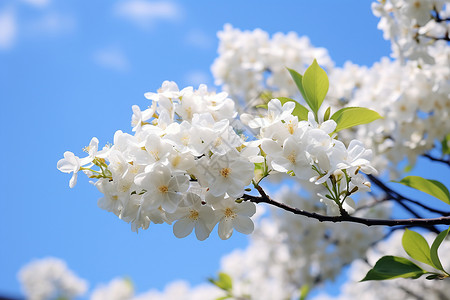 彩色扁平风花卉漂亮的白色花朵背景