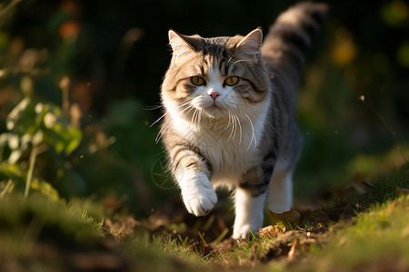 小树丛中猫猫咪在草丛中奔跑背景