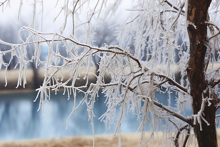 冬季树木冰霜图片