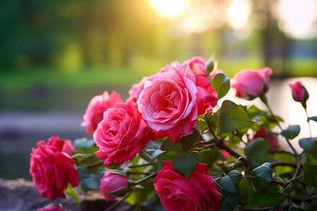 夏日浪漫玫瑰背景图片