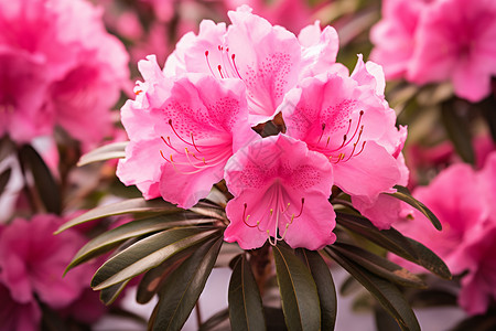 春日粉色花卉背景图片
