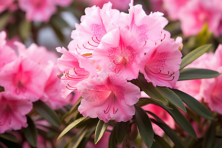 彩色花卉边框春季粉色花背景
