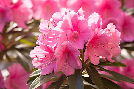 粉色花朵绽放于花园中图片