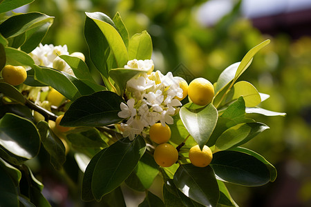 柠檬树的花朵和果实背景图片