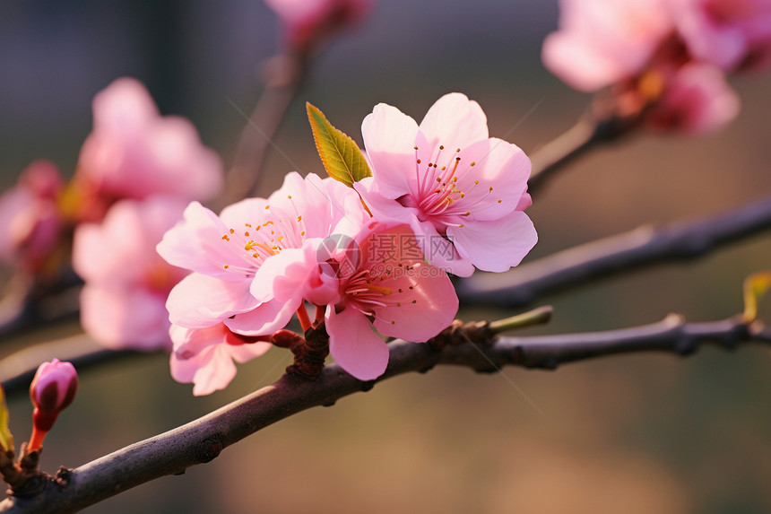 粉色盛开的樱花图片