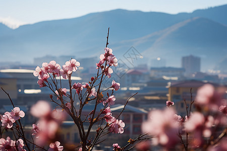 樱花盛开城市美景图片
