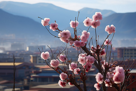 粉色花朵的樱花树图片