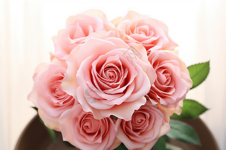 绿叶衬托的粉色玫瑰花背景图片