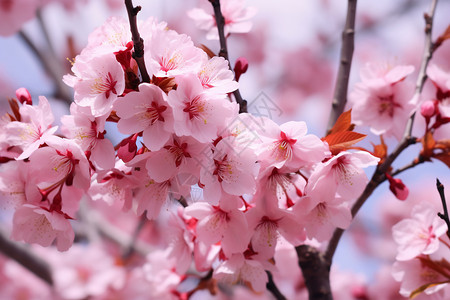 樱花盛放的季节高清图片