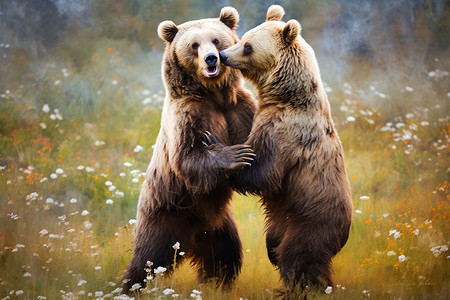 荒野里打架的棕熊高清图片