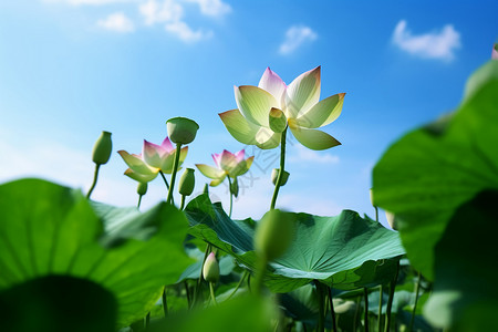 夏日莲花的美丽背景图片