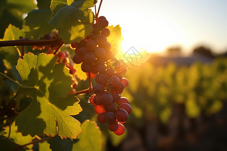 夕阳下一串葡萄背景图片