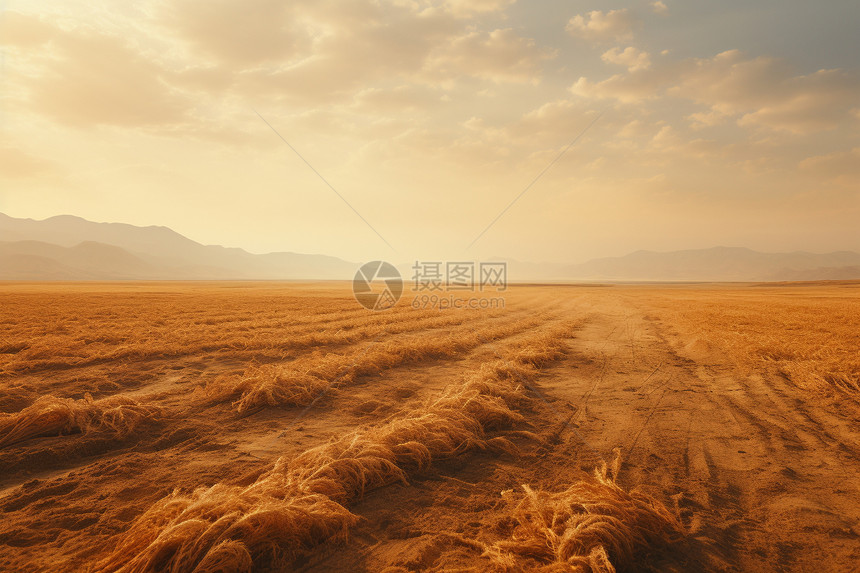 广袤的农田图片