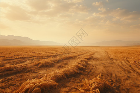 广袤的农田背景图片