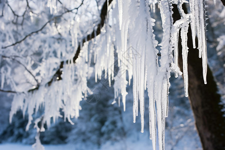 冰雪覆盖的树枝背景图片