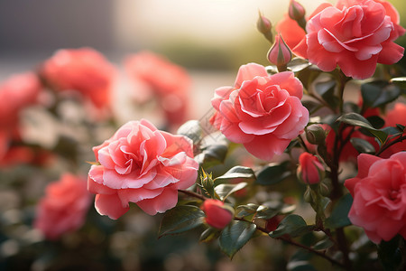 盛开娇艳的玫瑰花背景图片