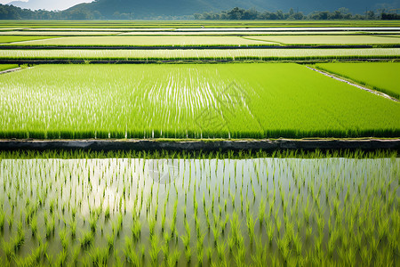 农业文化农田与蓝天背景