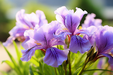 盛夏紫花背景图片