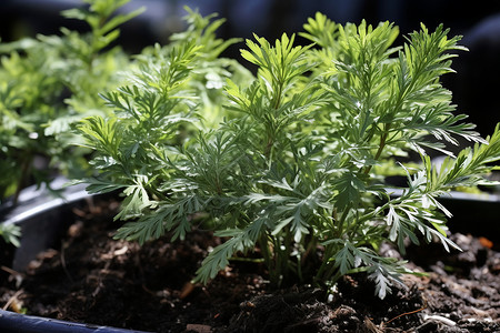 盛夏的绿色植物背景图片