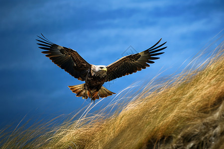 飞翔的大鸟草原雄鹰高清图片