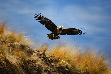 草地上飞翔的鹰高清图片