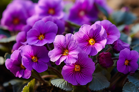 紫色的花朵盛开背景图片