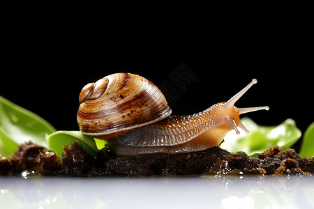 慢吞吞的蜗牛背景图片