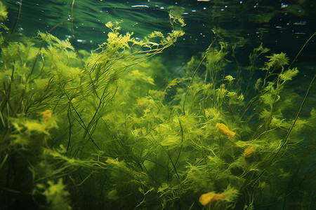 黄色海草深海中的绿色植物背景