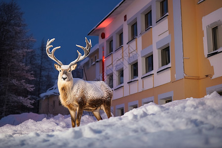 雪中一只鹿图片