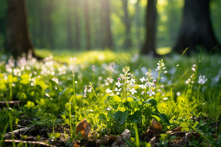阳光洒落阳光透过森林洒落在草地上背景