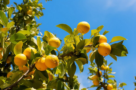 丰收的柠檬树图片