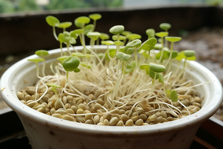 小豆芽绿豆芽装满了白色的碗里背景
