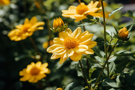 一束黄色鲜花高清图片