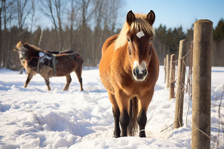 冬日乡村的马匹图片