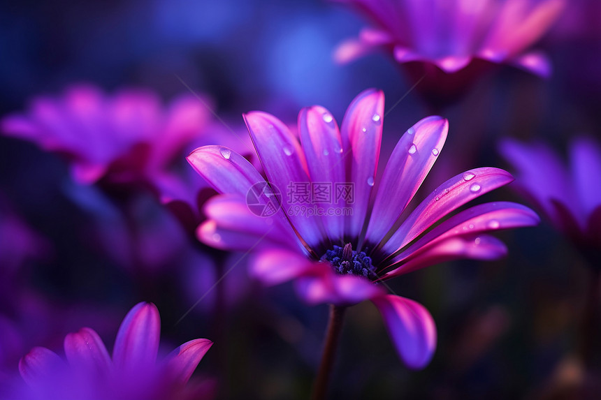 紫色微光中的花海图片
