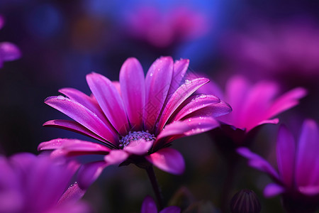 紫色的花朵背景图片