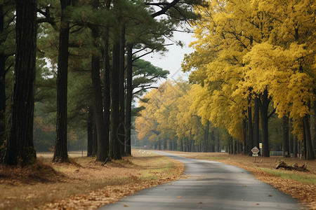 秋季公园的景色图片