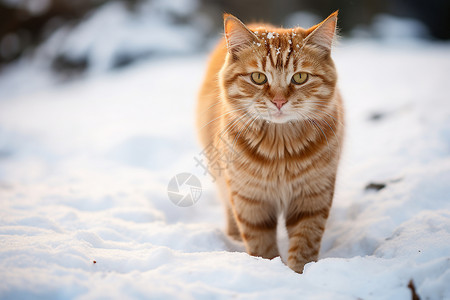 雪地中漫步的橘色小猫背景图片