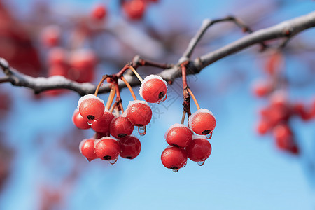 冬季颜色鲜艳的浆果图片