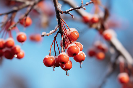 冬季枝头的红色浆果图片