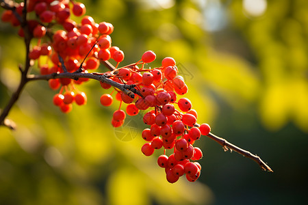 夏季枝头的红色浆果图片