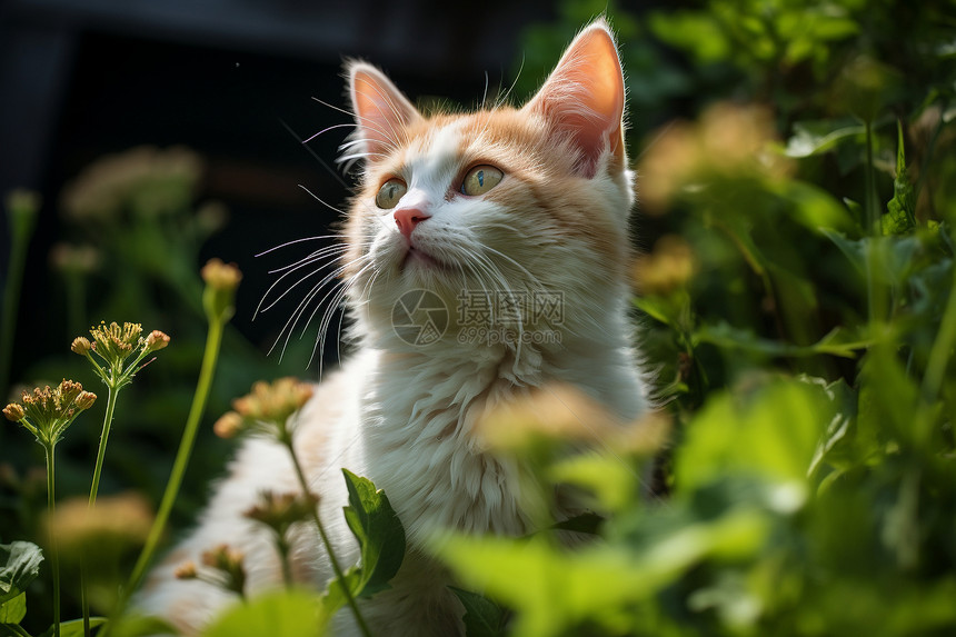 草地中可爱呆萌的小猫图片