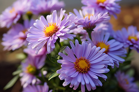 清新自然的紫色菊花背景图片