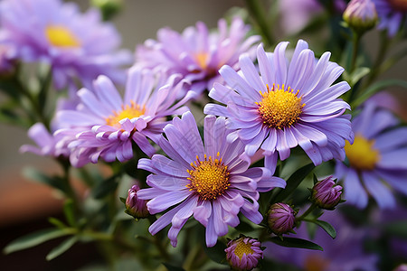 紫色花丛特写花丛中美丽的紫色菊花背景