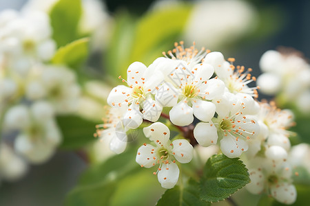 春季枝头白色的梨花背景图片