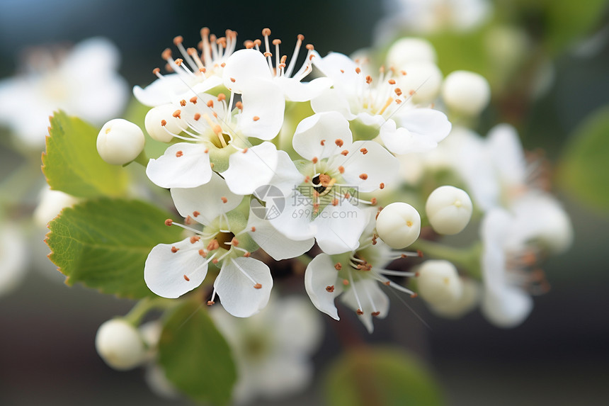 清新自然的白色梨花图片