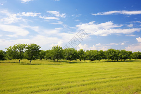 夏季静谧的农场果园景观背景图片